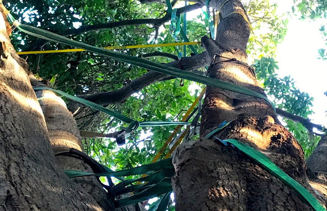 Tree Climbing in the Pica Oasis - Photo 3