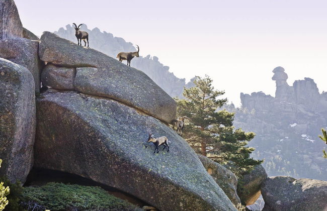 Excursion dans le parc national de la Sierra de Guadarrama - Photo 5