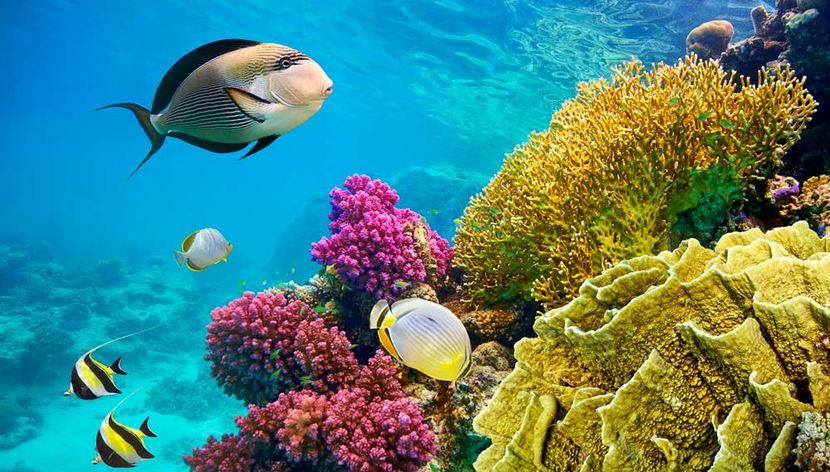 Paseo en barco con fondo de cristal - Foto 2