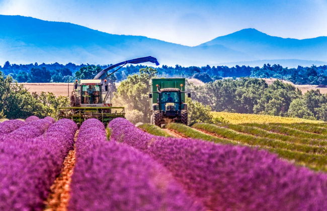 Excursión a los campos de lavanda de Valensole, Gordes y Roussillon - Foto 1