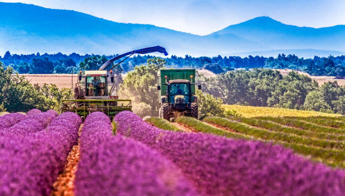 Excursão aos campos de lavanda por Valensole e Moustiers-Sainte-Marie - Foto 1