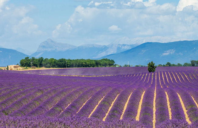 Excursión a los campos de lavanda de Valensole, Gordes y Roussillon - Foto 6