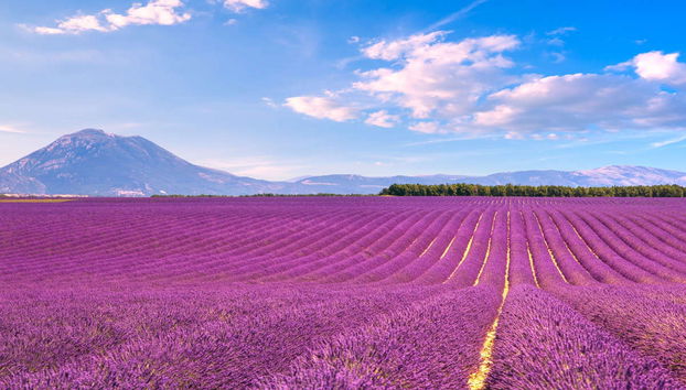 Excursão aos campos de lavanda por Valensole e Moustiers-Sainte-Marie - Foto 3