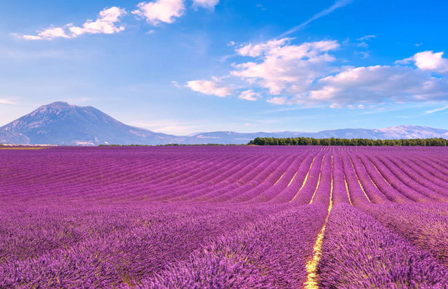 Excursión a los campos de lavanda de Valensole, Gordes y Roussillon - Foto 3