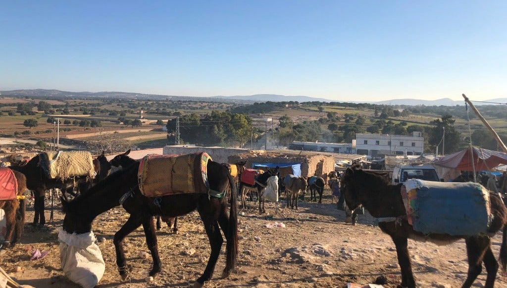 Tour por un mercado bereber + Visita a una cooperativa de argán - Foto 1