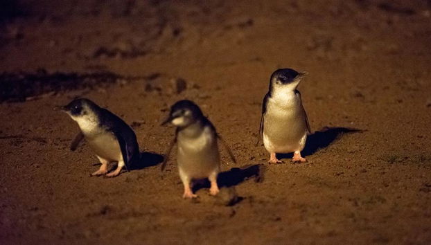 Experiencia con pingüinos y vida silvestre - Foto 4