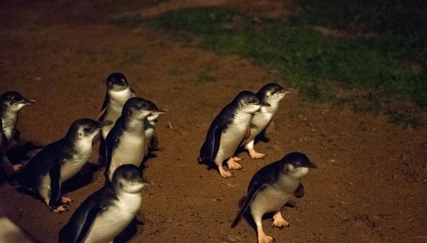 Experiencia con pingüinos y vida silvestre - Foto 3