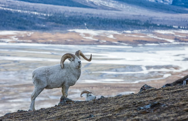 Kluane National Park Day Trip - Photo 3