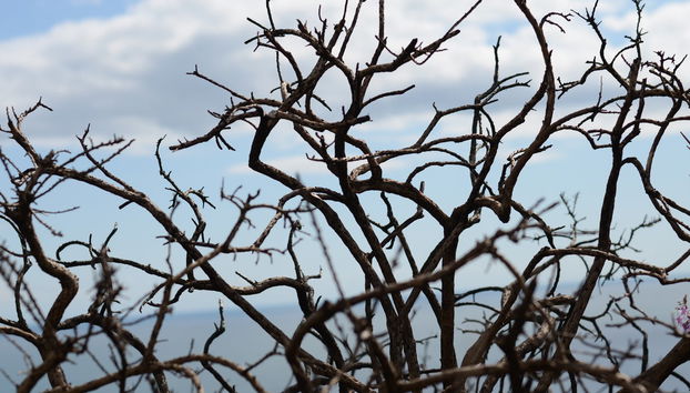 Howth Peninsula Hiking Tour - Foto 2