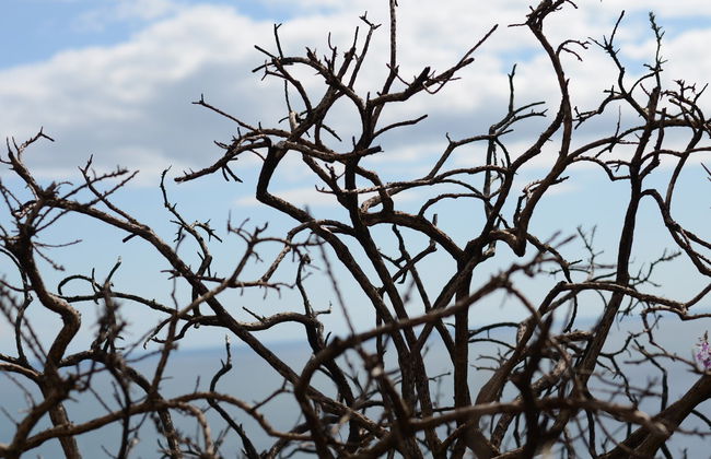 Howth Peninsula Hiking Tour - Photo 2