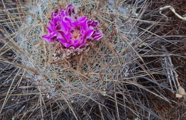 Senderismo por la Sierra de Lobos - Foto 6