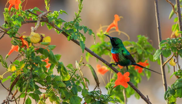Excursión al delta del Salum - Foto 3