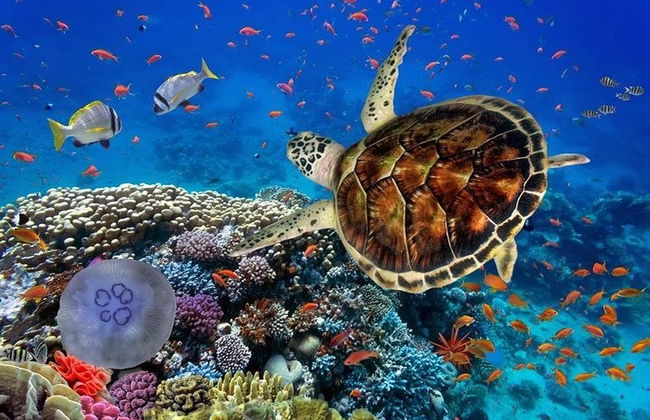 Tour de quadriciclo + Passeio de camelo + Snorkel no Mar Vermelho - Foto 3