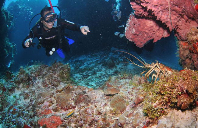 Plongée sous-marine dans les eaux cristallines de Búzios - Photo 27