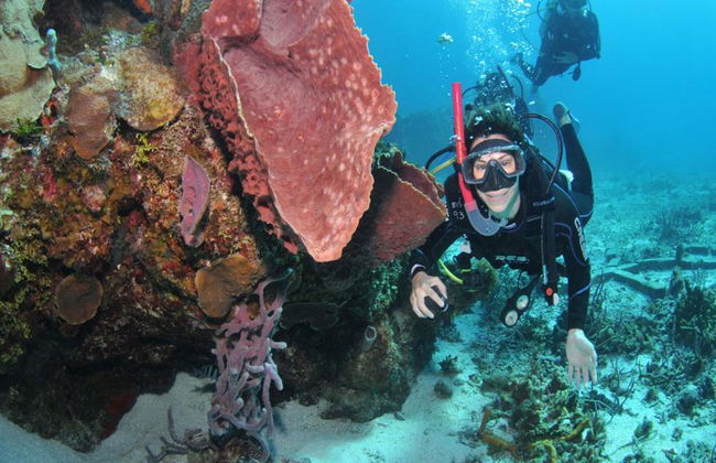 Plongée sous-marine dans les eaux cristallines de Búzios - Photo 21