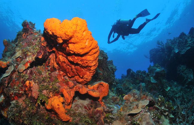 Plongée sous-marine dans les eaux cristallines de Búzios - Photo 7