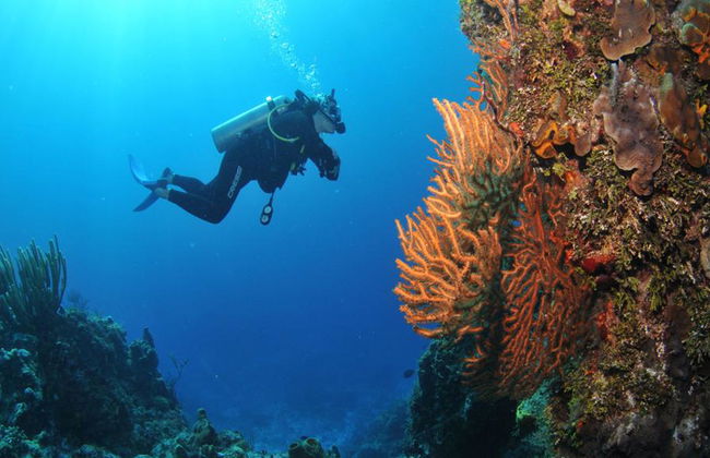 Plongée sous-marine dans les eaux cristallines de Búzios - Photo 26