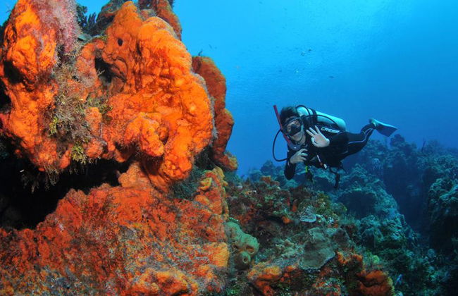 Plongée sous-marine dans les eaux cristallines de Búzios - Photo 28