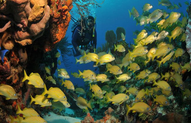 Plongée sous-marine dans les eaux cristallines de Búzios - Photo 25