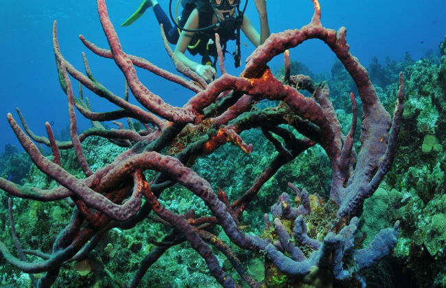 Plongée sous-marine dans les eaux cristallines de Búzios - Photo 17