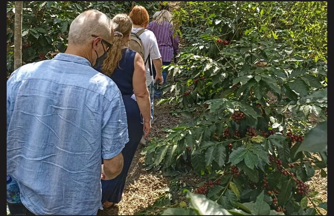 Finca La Zotea Coffee Tour - Photo 3