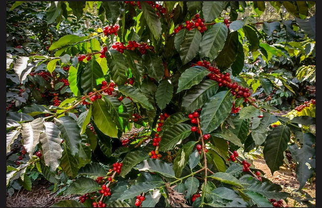 Finca La Zotea Coffee Tour - Photo 2
