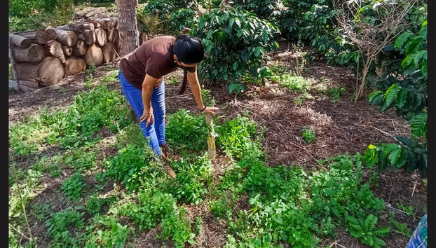 Visite sur le thème du café au domaine la Zotea - Photo 3
