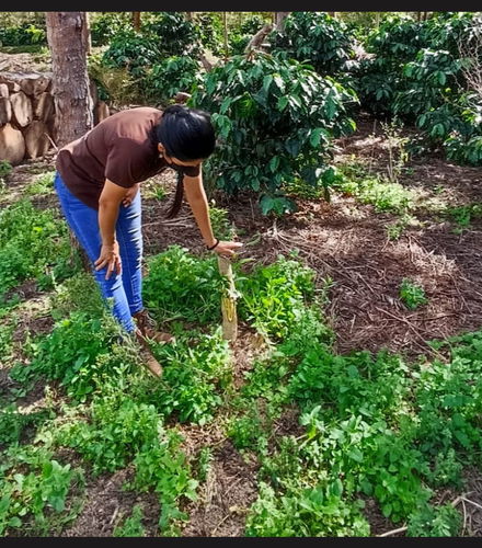 Foto de Tour del café por la finca Colombia