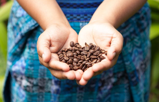 Finca La Zotea Coffee Tour - Photo 6