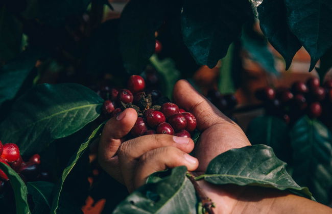 Finca La Zotea Coffee Tour - Photo 1