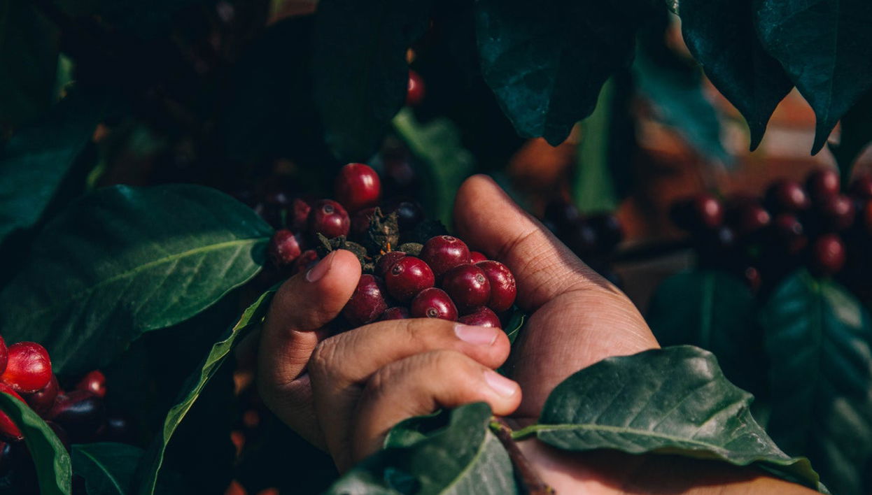 Visite sur le thème du café au domaine la Zotea - Photo 1