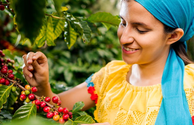 Finca La Zotea Coffee Tour - Photo 4