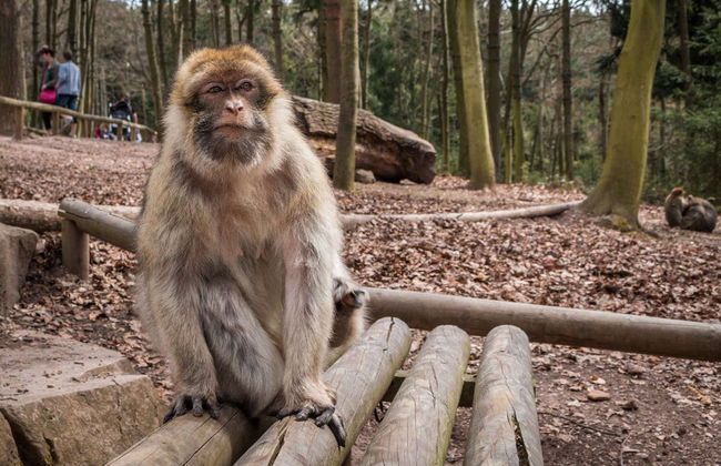 Pass'Alsace - Foto 5