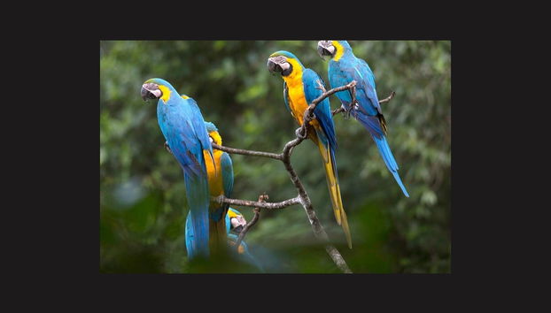 Chuncho Collpa Tour 2/3 Day Tour - Foto 5