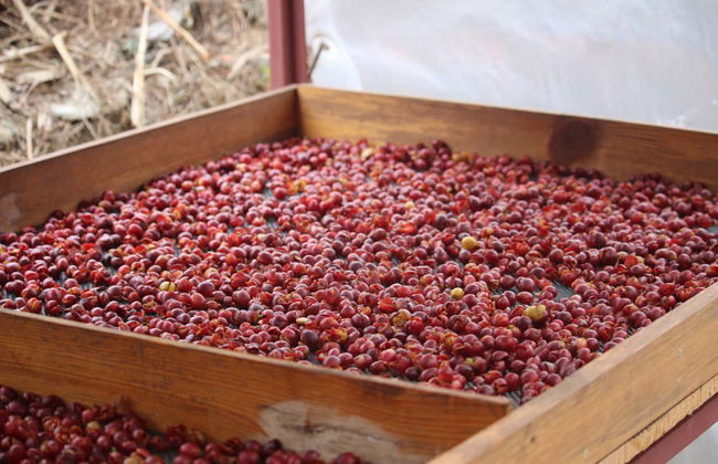 Excursion aux plantations de café à Sarangkot - Photo 15