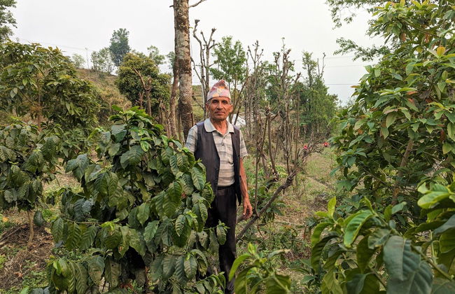 Excursion aux plantations de café à Sarangkot - Photo 9
