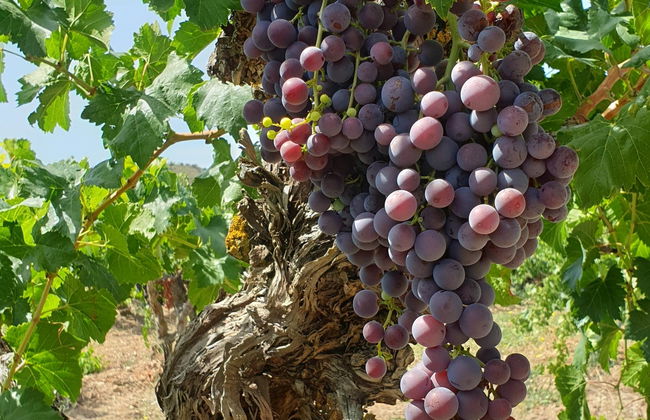 Visita a la bodega Celler Lagravera - Photo 2