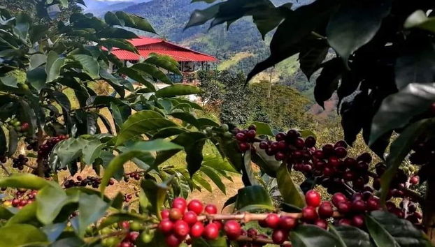 Tour del café por la región de Santa Marta - Foto 3