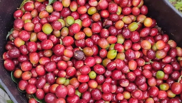 Tour del café por la región de Santa Marta - Foto 4