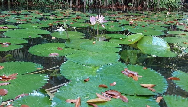 Tour pelos parques amazônicos - Foto 5