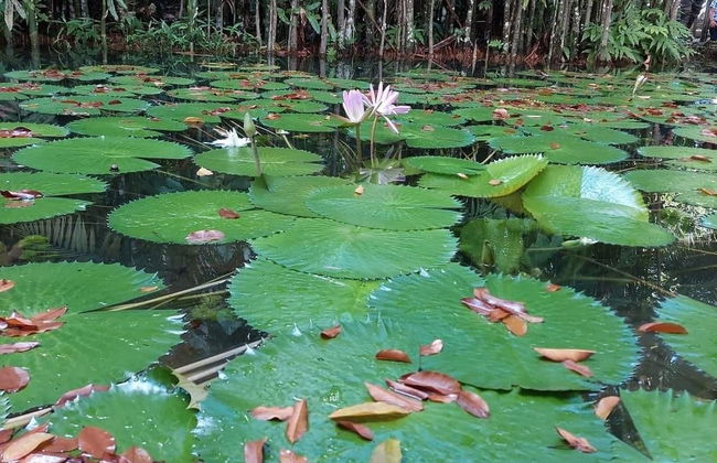 Tour pelos parques amazônicos - Foto 5