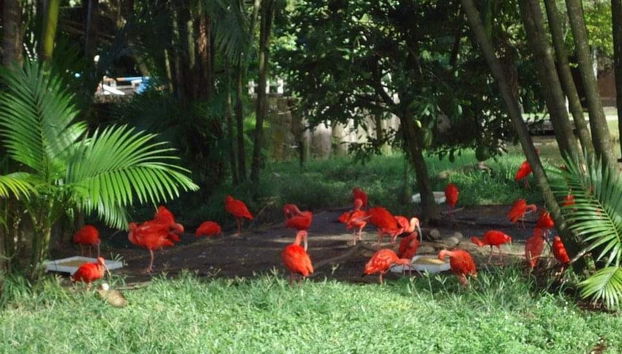 Tour pelos parques amazônicos - Foto 2