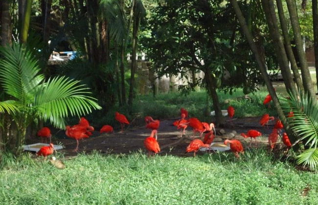Tour pelos parques amazônicos - Foto 2