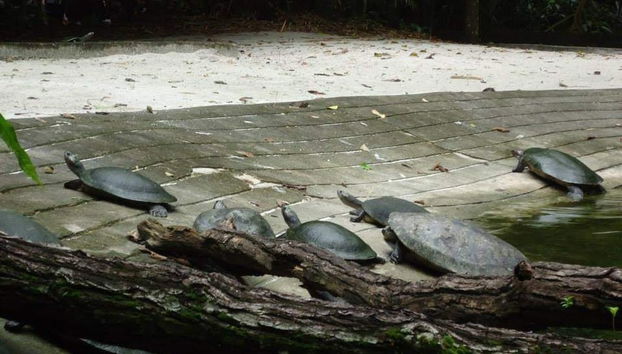 Tour pelos parques amazônicos - Foto 3