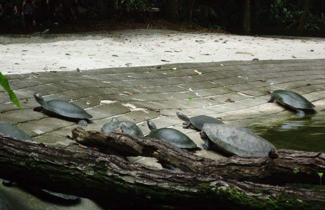 Tour pelos parques amazônicos - Foto 3