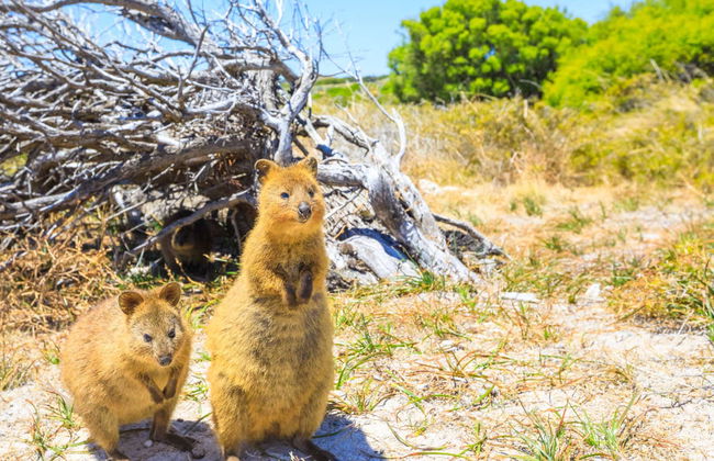 Ferry pour l'île Rottnest - Photo 7