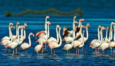 Ebro Delta Day Trip + Boat Ride - Photo 2