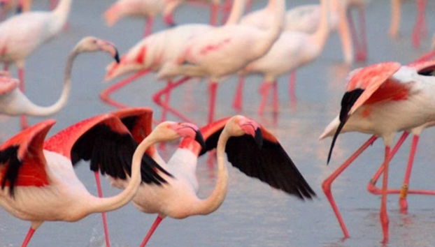 Ebro Delta Day Trip + Boat Ride - Photo 5