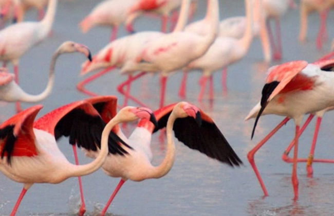 Ebro Delta Day Trip + Boat Ride - Foto 5