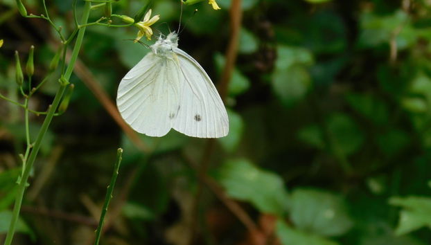 Excursion à l'Oasis de Morigerati - Foto 3